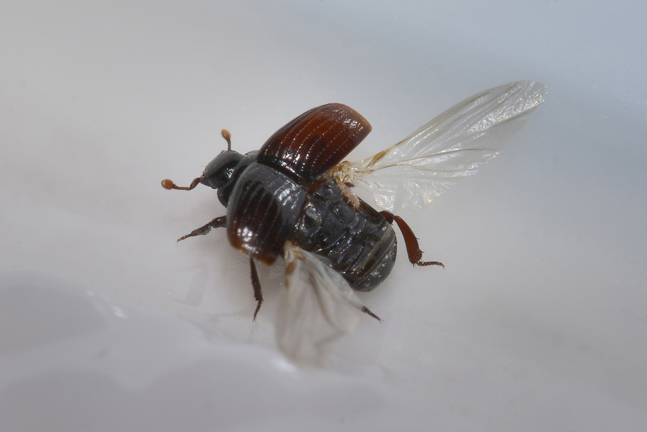 Histeridae: Carcinops sp? S. C. pumilio